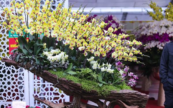 ỗ lũa ghép lan hồ điệp mang đến cảm nhận hoàn toàn mới mẻ.