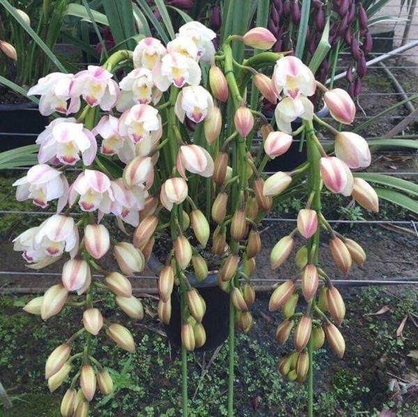 Cách chăm sóc hoa địa lan trắng