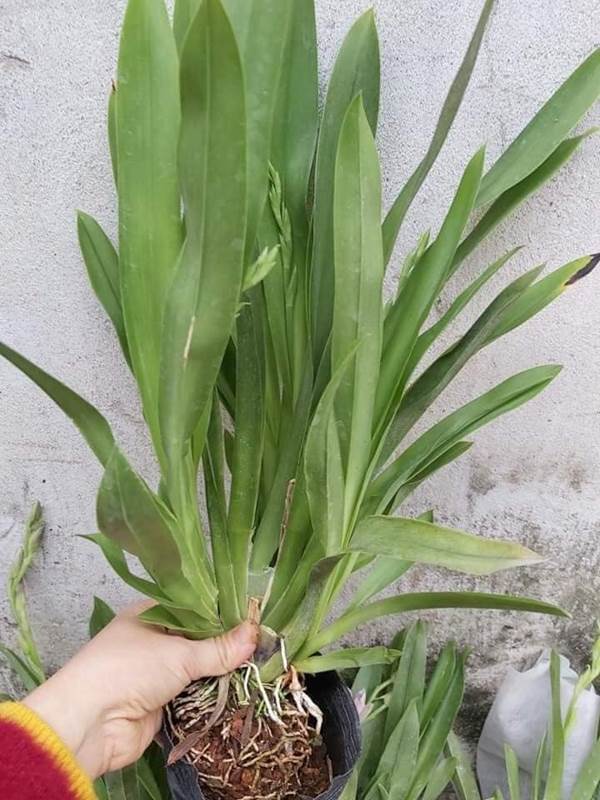 Cách trồng hoa địa lan trắng