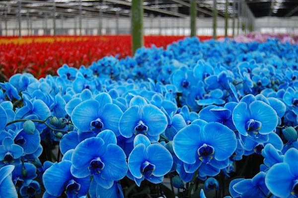 Cách chăm sóc lan hồ điệp màu xanh đơn giản