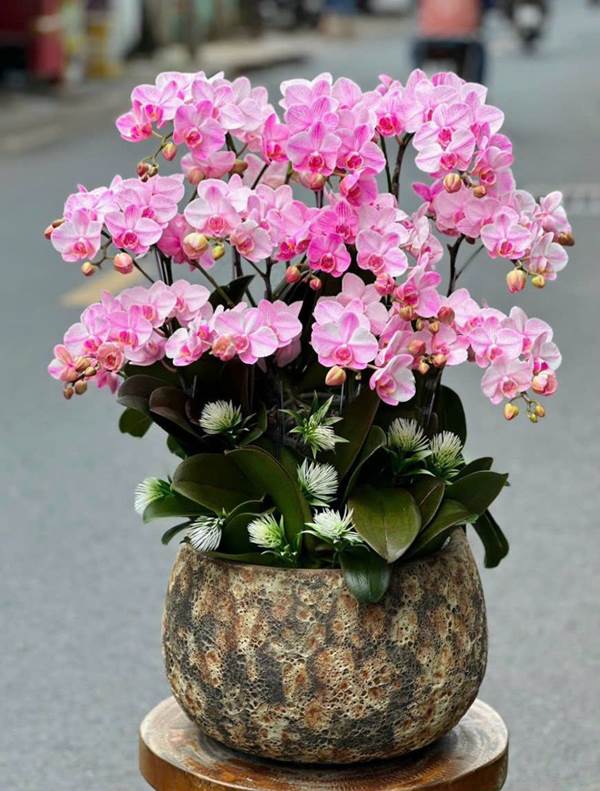 Sắc lan hồ điệp hồng mới lạ