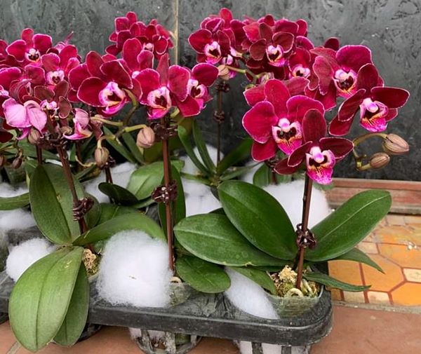 Chăm sóc hoa lan hồ điệp đổ là một quá trình đòi hỏi sự tỉ mỉ và cẩn thân