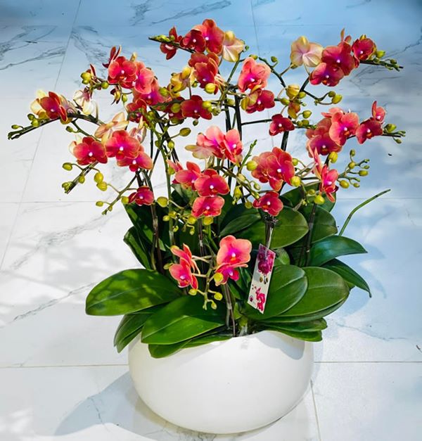 Lan hồ điệp đỏ phù hợp cho mọi dịp tặng