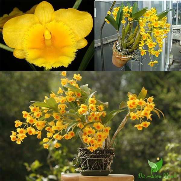 Đặc điểm của hoa lan hoàng lạp
