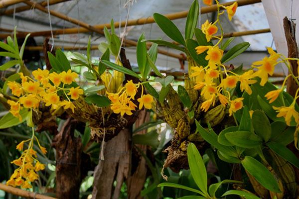 Các bước chuẩn bị cho việc trồng lan hoàng lạp