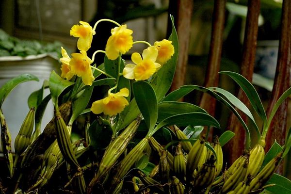 Cách nhận biết lan hoàng lạp