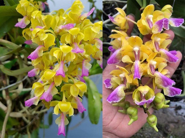 Giới thiệu chung về cây lan hoàng nhạn   