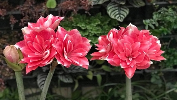 hoa lan huệ đã thu hút biết bao trái tim tim của những người yêu hoa