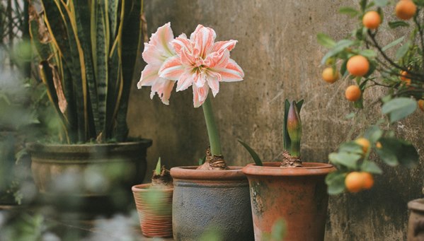 Hoa lan huệ thường được chọn làm quà tặng trong các dịp đặc biệt 