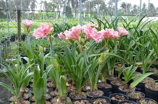 Cách trồng hoa lan huệ