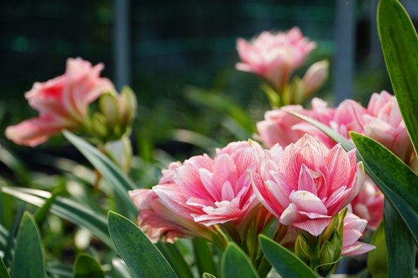 Ý nghĩa hoa lan huệ tượng trưng cho sự cao sang, quý phái