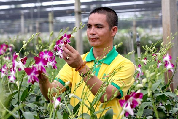 Bí quyết giúp bạn trồng lan Thái hiệu quả