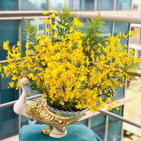 Cách chọn hoa lan ngày Tết 