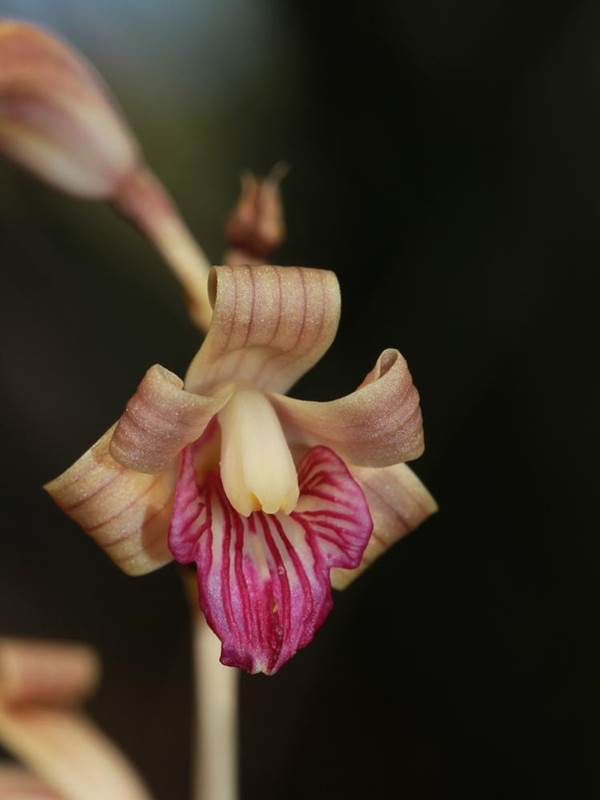 Lan Coleman’s coralroot