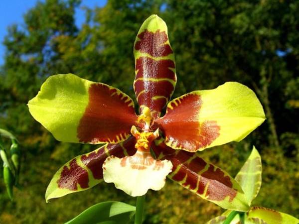 Hoa lan Odontoglossum