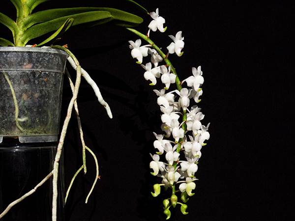 Hoa lan Bạch Nhạn là một loại lan thân đơn, với thân cứng mọc thẳng