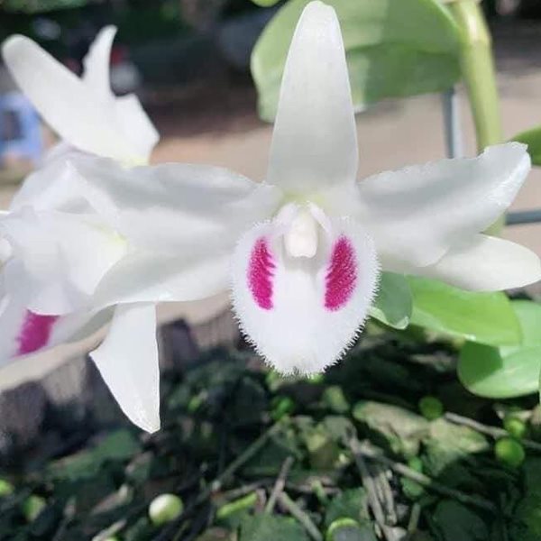 Hoa lan Bạch Tuyết 5 cánh trắng được tìm thấy lần đầu tại Hải Phòng, Việt Nam