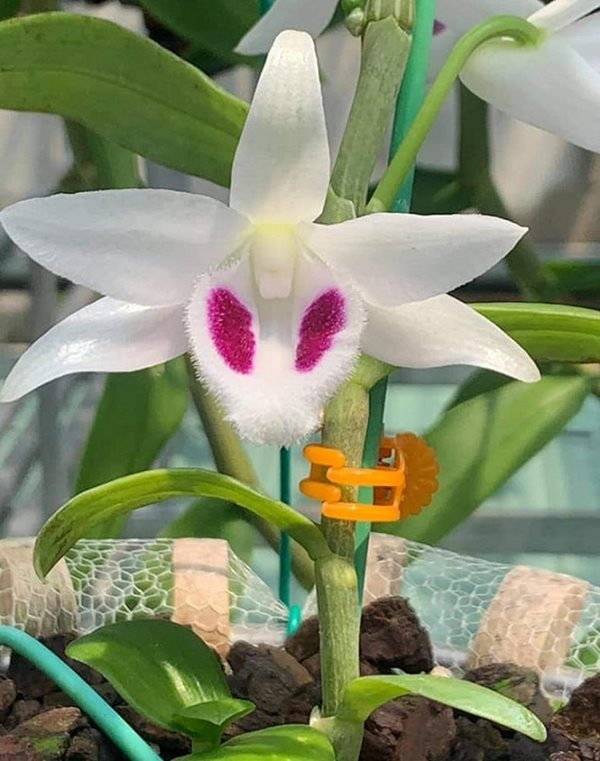 Hướng dẫn cách chăm sóc lan bạch tuyết 5 cánh trắng