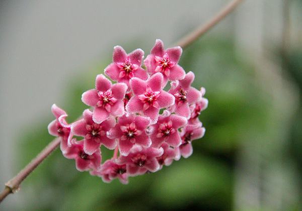 Hoa lan cẩm cù  có hương thơm dịu nhẹ