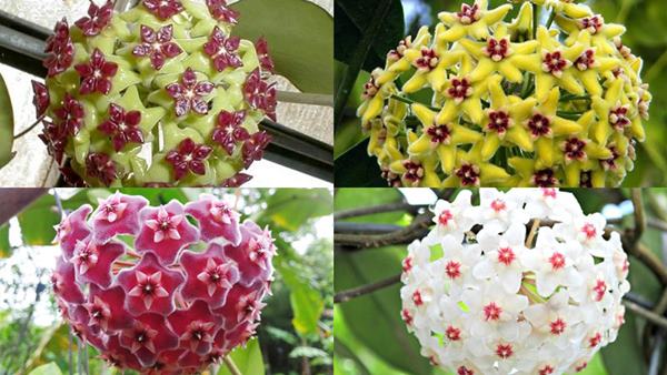 Hoa lan cẩm cù là biểu tượng của may mắn và hạnh phúc 