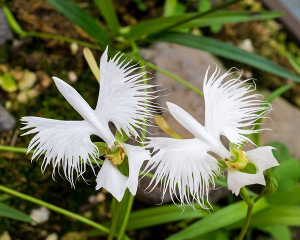 Trồng hoa lan cò trắng 