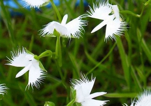 Địa chỉ và giá hoa lan cò trắng
