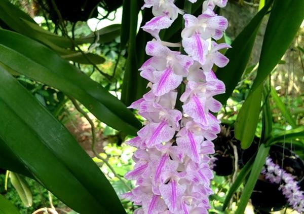 Hương thơm của cây lan đuôi cáo rất thơm, lan tỏa ra xa 