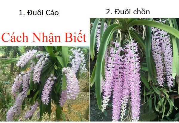 Cách phân biệt lan đuôi cáo với lan đuôi chồn thông qua hoa