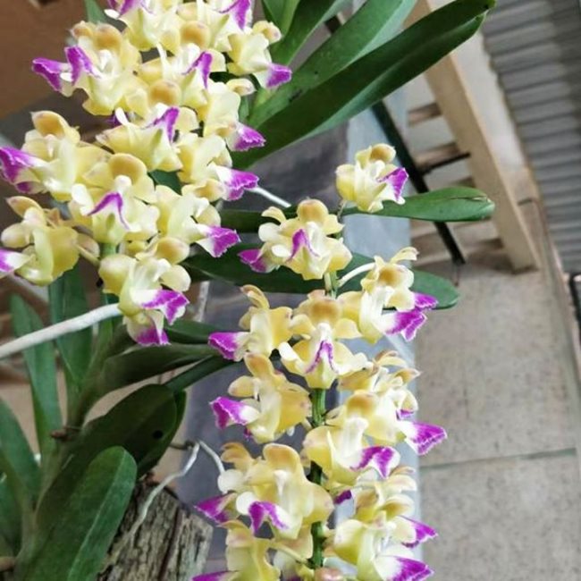 Cây hoa lan hoàng nhạn tháng 8