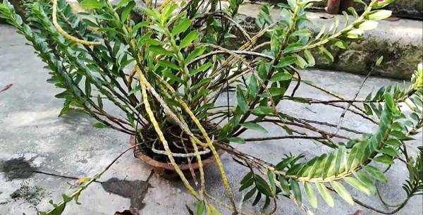 Lan hương duyên có thể được trồng theo hai phương pháp