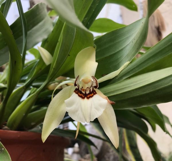 Hoa lan thanh đạm tên khoa học là Coelogyne mooreana