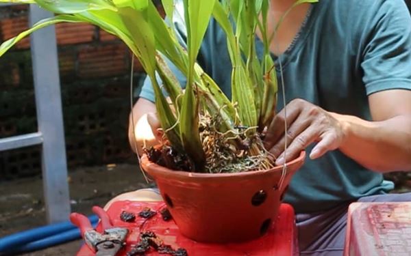 Cách trồng lan thanh đạm