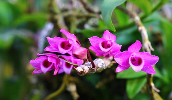 Lan trầm tím hay còn gọi là Dendrobium Nestor