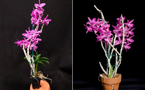 Lan trầm hương tím có thân khá ngắn cao khoảng 30 - 40cm