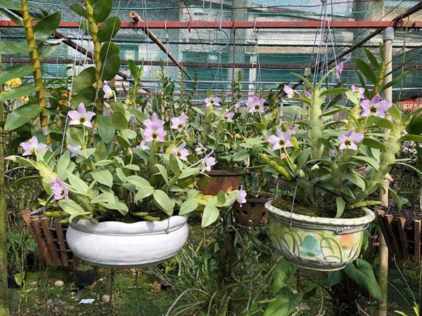 Hoàng thảo trần tuấn là loài lan ưa nắng