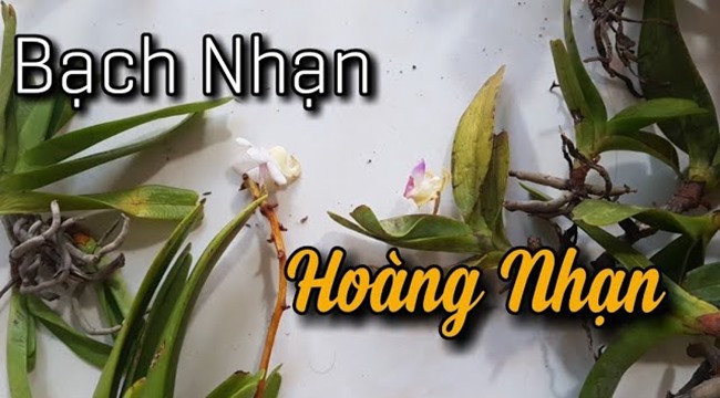 Phân biệt lan hoàng nhạn và lan bạch nhạn