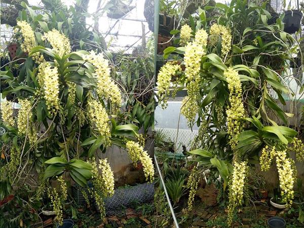  hoa quế lan hương còn được gọi là hoa quế trắng hay quế tháng 8