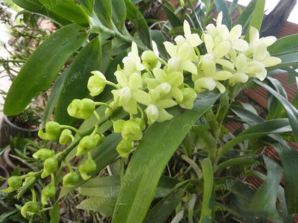 quế lan hương có mùi quế tinh tế và lưu hương lâu trong không khí