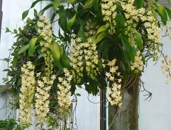 Cách trồng quế lan hương