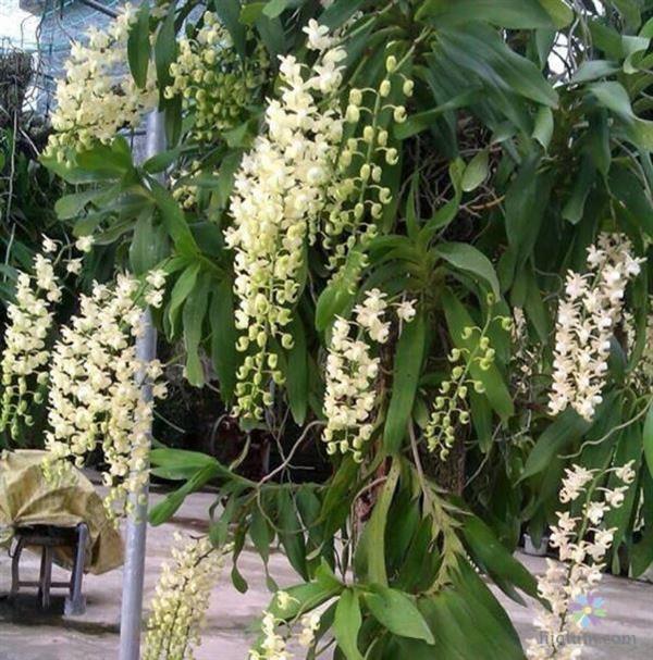 Cách chăm sóc quế lan hương