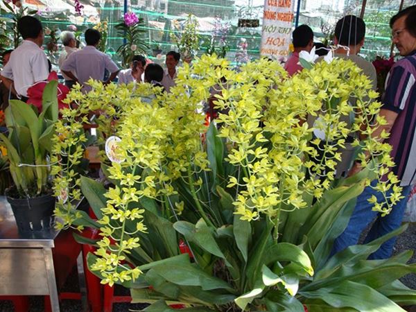Cây hoa lan hoàng hậu thường phân bố ở các tỉnh đồng bằng và trung du nước ta.