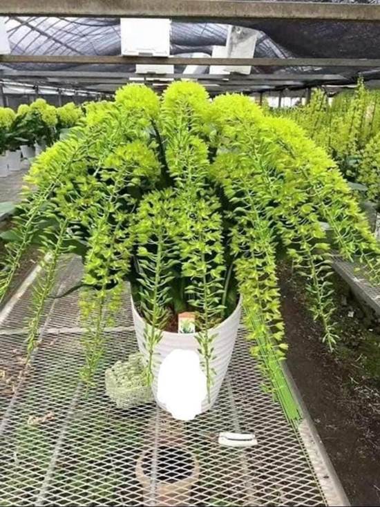 mua cây lan vũ nữ hoàng hậu bạn có thể tìm đến các vườn lan uy tín