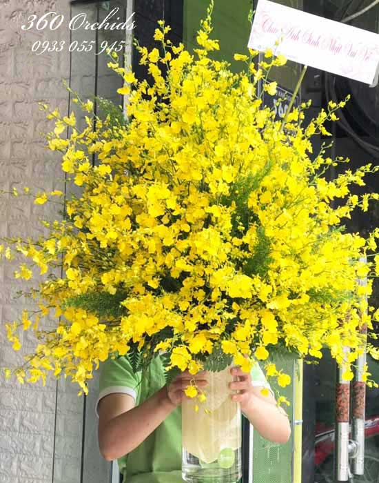Bình lan vũ nữ vàng chưng ngày Tết