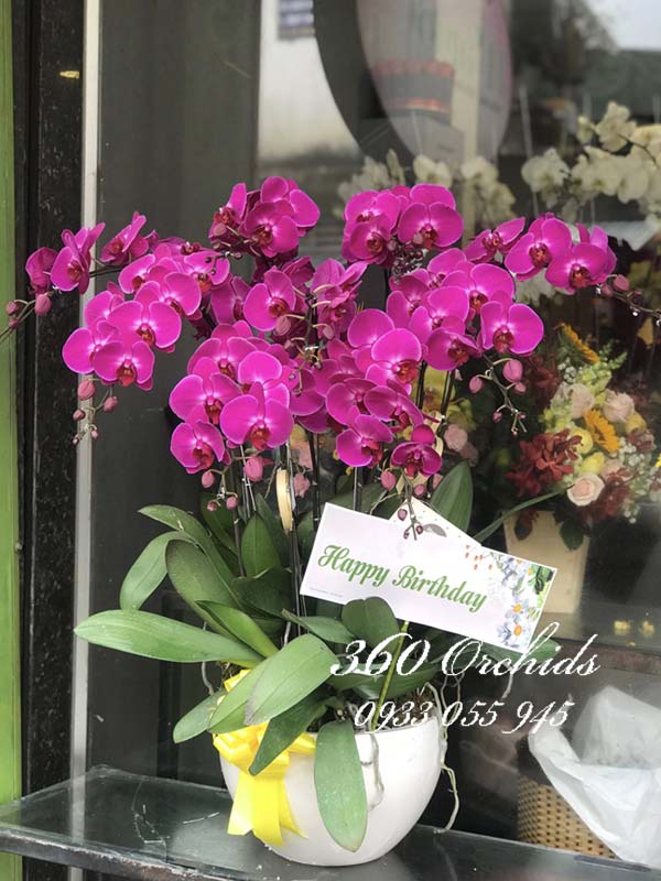 Chậu hoa lan hồ điệp tím 9 cành - Mãi mãi gắn kết