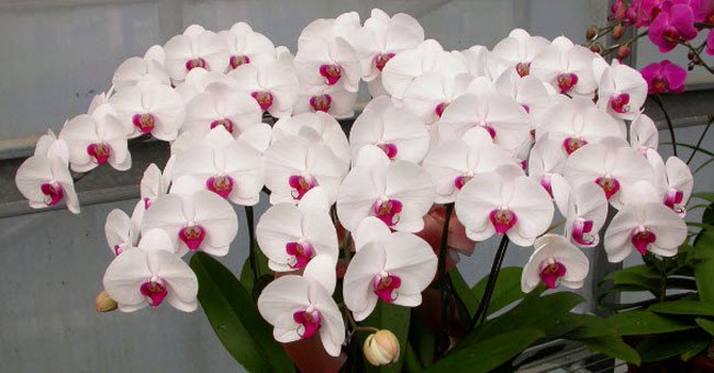 Đại Hồ Điệp cho hoa to Đại Hồ Điệp cho hoa to