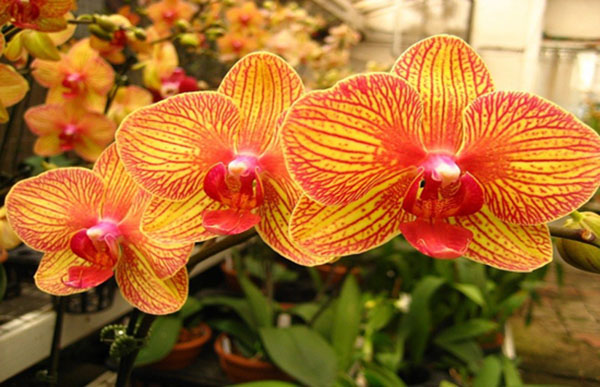 Đại Hồ Điệp sọc độc đáo