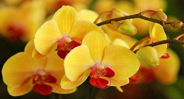 Đại Hồ Điệp vàng sung túc, thịnh vượng Đại Hồ Điệp vàng sung túc, thịnh vượng