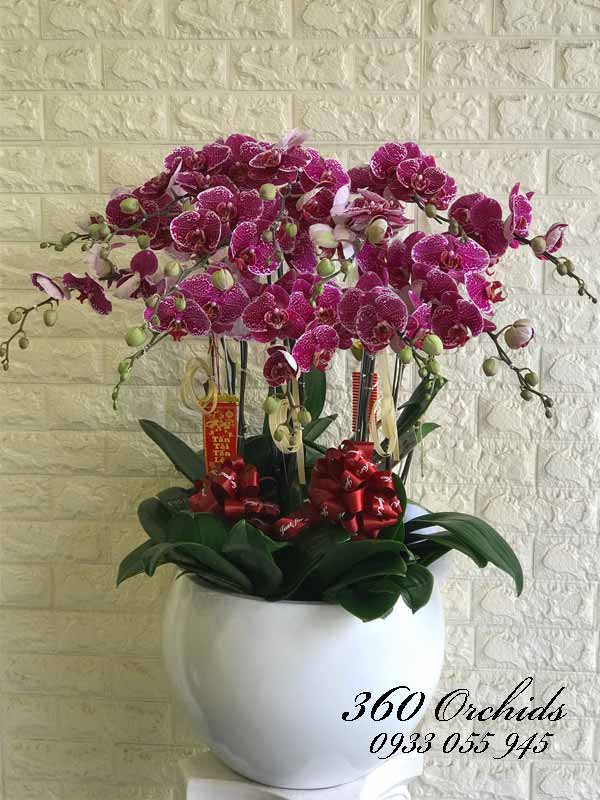 Hoa lan hồ điệp đột biến được lựa chọn nhiều nhất để làm hoa chúc mừng