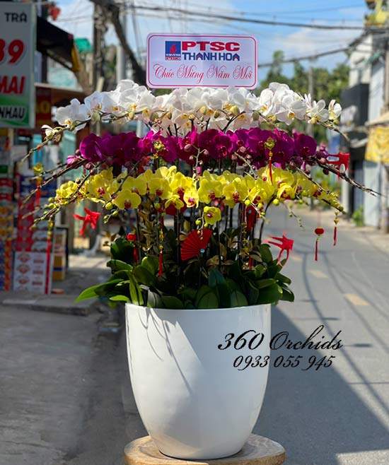Chậu lan hồ điệp tết cánh én mùa xuân