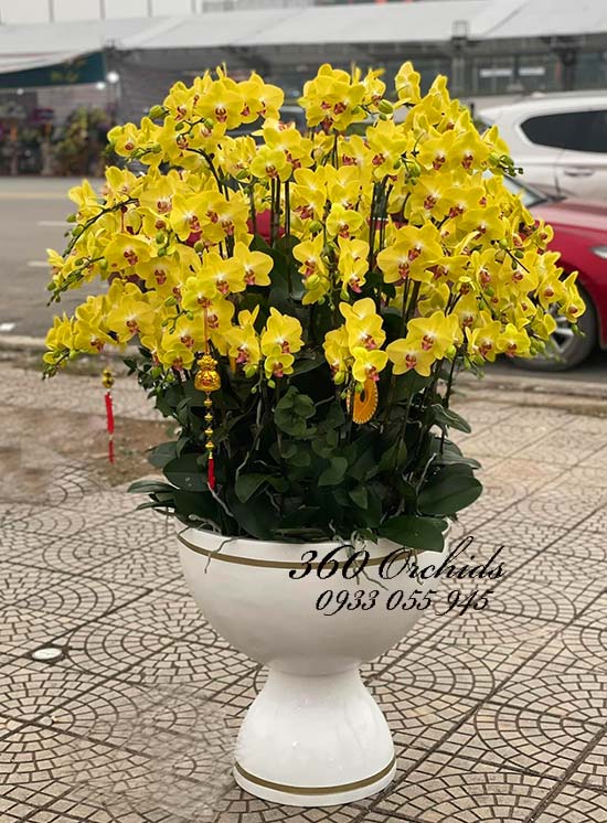 Chậu lan hồ điệp vàng cung chúc tân xuân